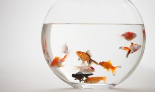 普通小鱼吃什么食物