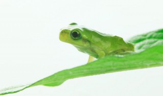 春天动物 春天动物简笔画