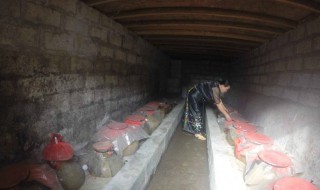 黑蚂蚁泡酒配方 黑蚂蚁泡酒配方搭配