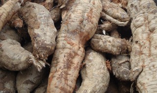 葛根有什么用途 葛根是什么东西