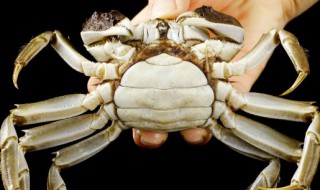 螃蟹在家能活几天(螃蟹一直在水里会淹死吗)