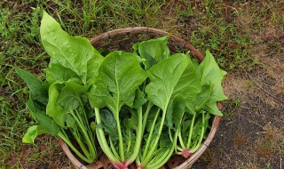 地瓜和菠菜能一起吃吗（地瓜和菠菜能一起吃吗宝宝）