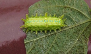 洋辣子是什么虫（阴虱虫子图片）