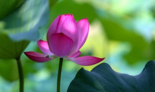 荷花的雅称绰号别名 荷花的雅称绰号别名单字