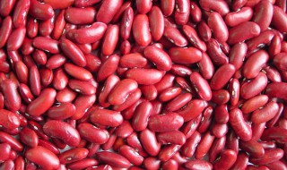 红芸豆的功效与作用（花芸豆的功效与作用）