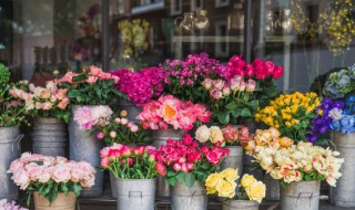 花盆里的小飞虫怎么消灭小窍门（花盆里小黑虫怎么消灭小窍门）