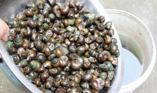 田螺怎么处理才干净（田螺25分钟吐泥最快方法）
