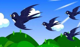 小燕子吃什么食物 小燕子吃什么食物为生