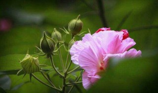 芙蓉花的作用 芙蓉花的作用与功效与作用及图片