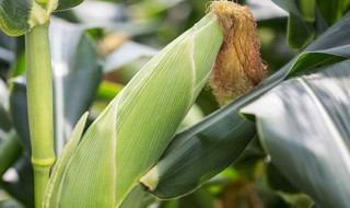 玉米棒芯是什么垃圾 玉米棒芯是什么垃圾,可回收?