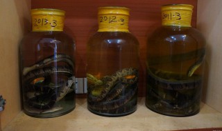 蛇胆泡酒的功效与作用 蛇胆泡酒的功效与作用是什么