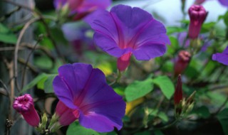 碧冬茄和牵牛花的区别 碧冬茄和牵牛花的区别茄