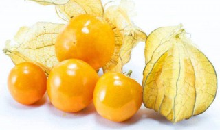 洋菇娘的功效与作用（洋菇娘图片）