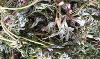 茵陈茶的功效与作用（茵陈红枣茶的功效与作用）