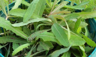 曲麻菜的功效与作用（曲麻菜的功效与作用及禁忌苦麻菜）