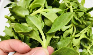 三七菜的正确吃法 吃新鲜三七叶的禁忌