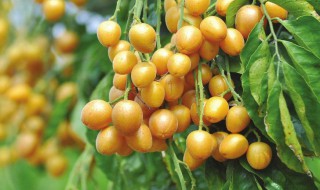 黄皮果干的功效与作用 黄皮果干有什么功效?