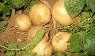 发了一点芽的土豆能吃吗（发了一点芽的土豆能吃吗孕妇）