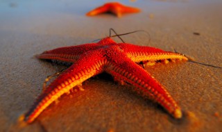 海星吃法 海星吃法视频