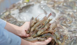 梦见捞虾是什么意思 做梦梦见捞虾是什么意思