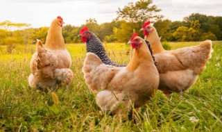 梦见偷鸡是什么意思 梦见偷鸡是什么意思啊