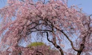 樱花树怎么种植 饥荒樱花树怎么种植