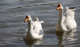 梦见大白鹅什么意思 梦见大白鹅什么意思佛滔