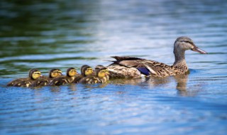梦见小鸭子是什么意思 梦见小鸭子是什么意思在水里游