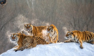 梦见猛兽是什么意思 梦见猛兽是什么意思,好不好