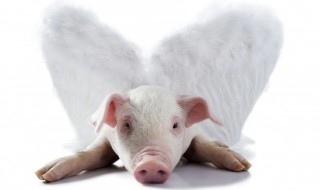 做梦梦见猪是什么意思 女人做梦梦见猪是什么意思