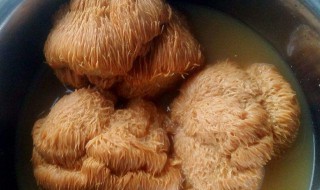 猴头菇泡发方法时间 干猴头菇一般泡多久样算泡好