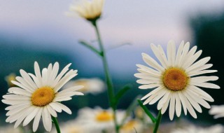 小雏菊花语是什么 红色的小雏菊花语是什么