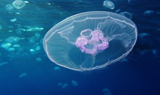 什么是浮游生物 什么是浮游生物浮游植物包括哪些群类