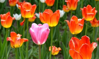 什邡郁金香花海在哪里（什邡郁金香花海在哪里呀）