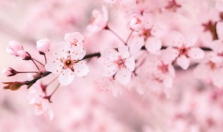 樱花什么季节开（樱花什么季节开始开放）