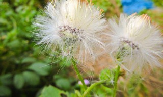 夏枯草和蒲公英可以一起吃吗 夏枯草和蒲公英可以一起吃吗功效