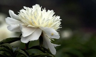 芍药花什么时候开花（芍药花几点开花）