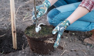 矮化苹果苗怎样栽植（矮化苹果苗怎样栽植视频）