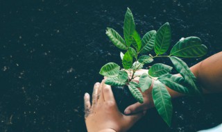 植树节植树小妙招（植树节教程）