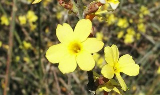 迎春花的样子如何描写 迎春花的样子怎样描写