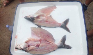 巴沙鱼禁止的原因（巴沙鱼禁止的原因有哪些）