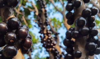 嘉宝果可以泡酒吗 嘉宝果可以泡酒吗?有什么功效