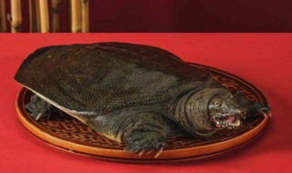 鳖吃什么食物 野生鳖吃什么食物