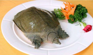 水鱼不能和什么一起吃（水鱼不能和什么一起吃会中毒）