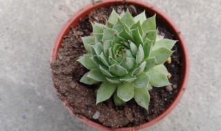 观音莲的功效与作用（观音莲的功效与作用及用法）