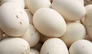 鹅蛋好吃吗（鹅蛋好吃吗?什么味道）