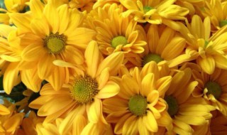 皱菊花代表什么 雏菊