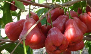 黑金刚莲雾怎么吃 海南黑金刚莲雾怎么吃