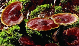 灵芝和石斛泡水喝的功效与作用 石斛怎么吃效果最好