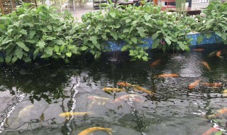 新手养鱼如何养水 鱼缸水发绿是什么原因怎么解决